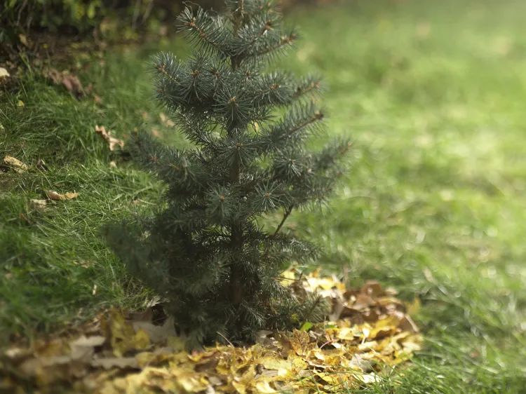 9 Effective Ways to Protect Newly Planted Trees and Shrubs from Winter Damage