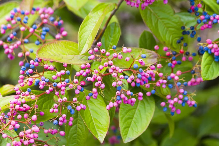 9 Native Shrubs with Colorful Fall Fruit That Attract Birds