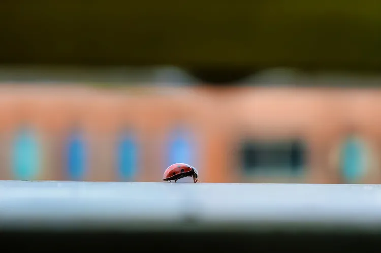 How to Get Rid of Ladybugs in the House