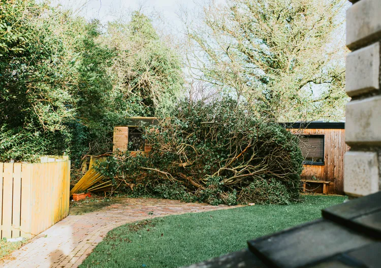 A Neighbor's Tree Fell in Your Yard—Here's Who Handles the Cleanup