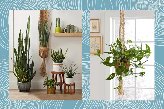 Feeling the Winter Blues? Houseplants Could Help Lift Your Mood