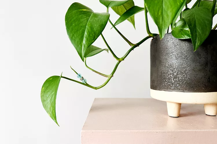 This Viral Trend Has People Putting Beads on Their Plants—Because Why Not?