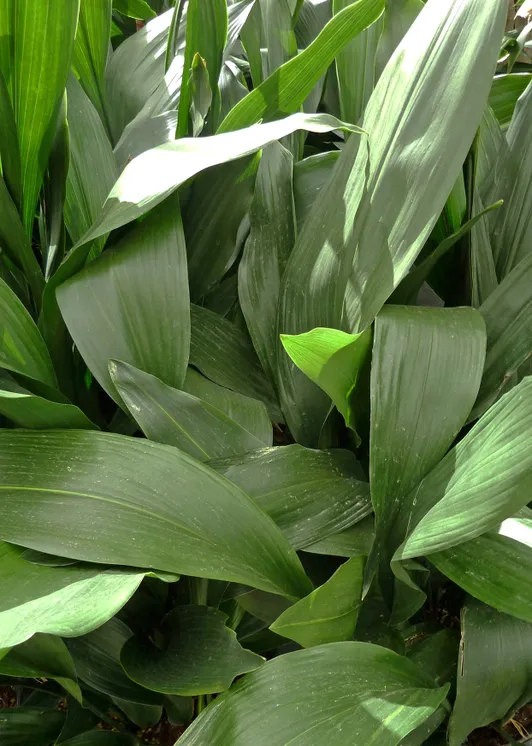 How to Grow and Care for a Cast Iron Plant