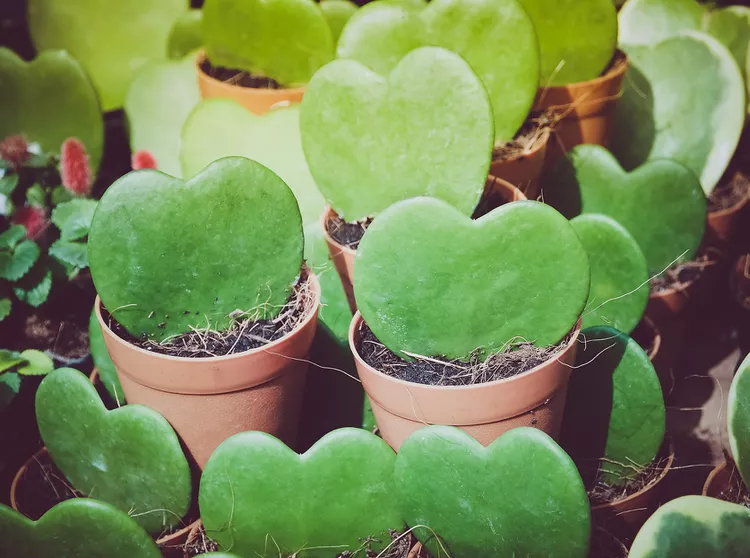 Show Your Love with These 6 Heart-Shape Houseplants