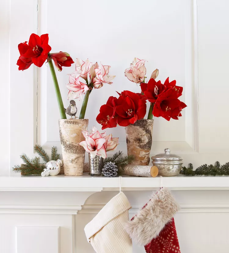 The 7 Best Indoor Christmas Plants for Natural Cheer