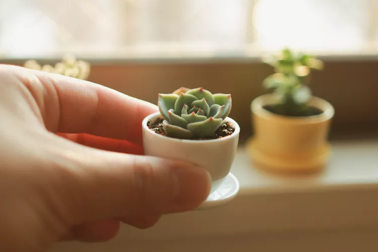 How to Care for Mini-Succulents as Houseplants