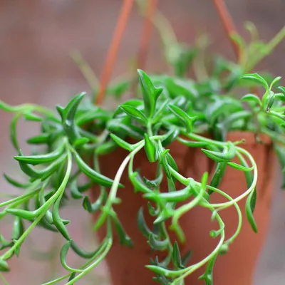 How to Grow the String of Dolphins Succulent