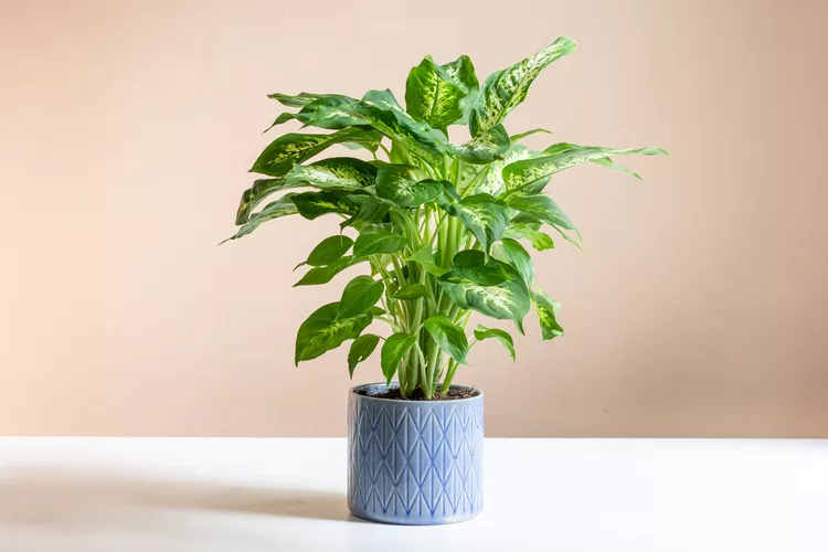 How to Plant and Grow Dieffenbachia