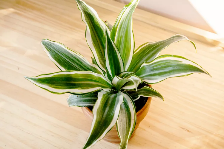 How to Grow and Care for Zebra Plants