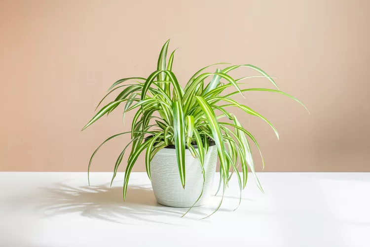 How to Plant and Grow Spider Plant