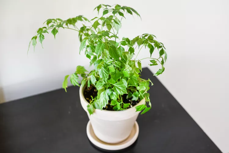How to Care for China Doll Plant