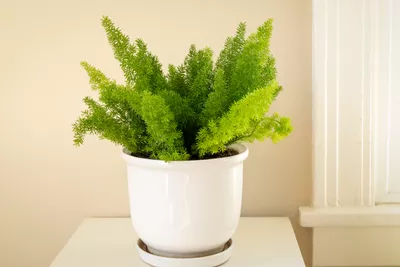 How to Plant and Grow Asparagus Fern