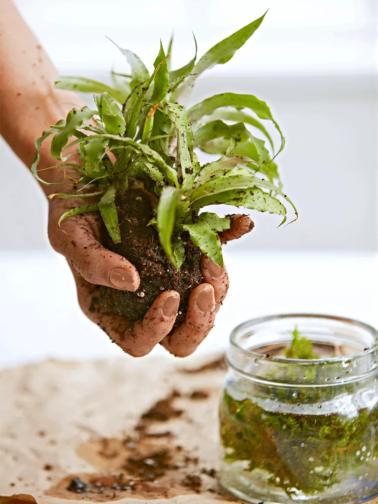 How to Make a DIY Kokedama Ball