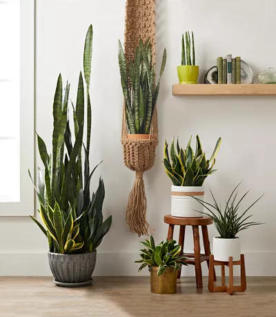 How to Grow and Care for Snake Plant