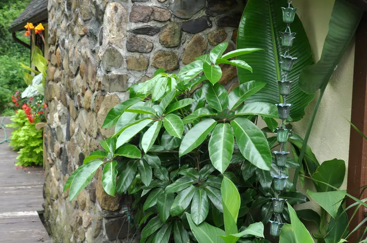 4 Genius Ways to Use Houseplants in Your Outdoor Garden