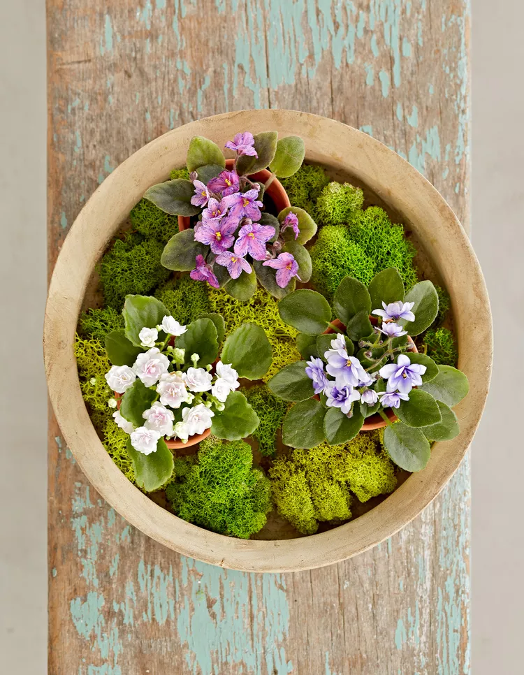 15 Non-Toxic Plants for Dogs and Cats at Home