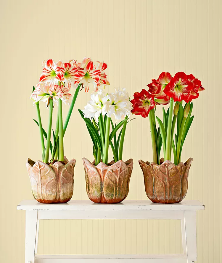 How to Plant Amaryllis in a Pot for Gorgeous Blooms This Winter