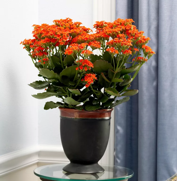 How to Plant and Grow Kalanchoe for Vibrant Flowers