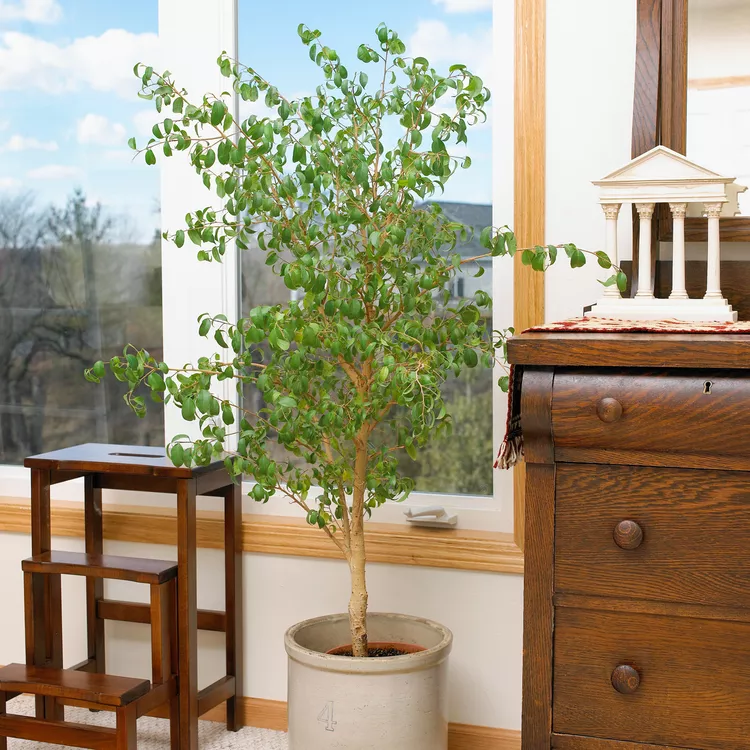How to Plant and Grow Ficus