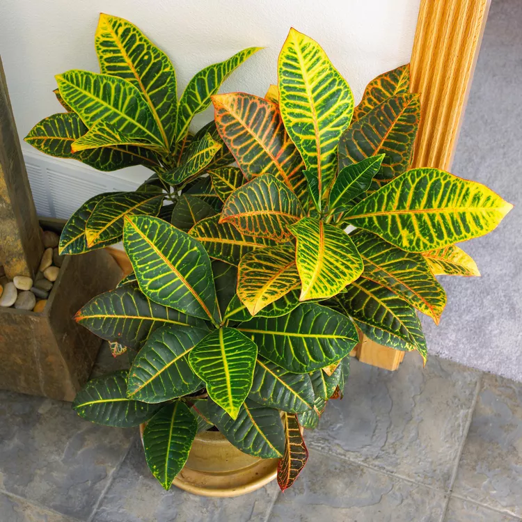 How to Plant and Grow Croton