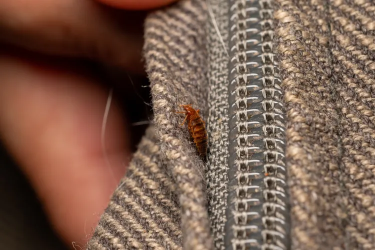 How to Get Rid of Bed Bugs for Good, According to Pest Experts