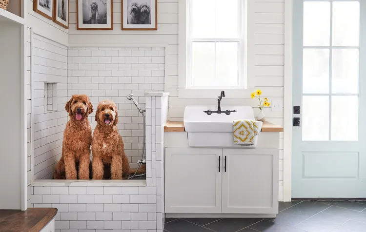 7 Things Pet Owners Forget to Clean—and How It Impacts Your Home and Pet
