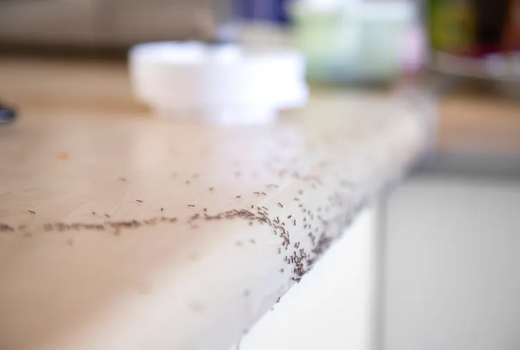 Why Ants Are Taking Over Your Kitchen Right Now—and How to Stop Them Fast