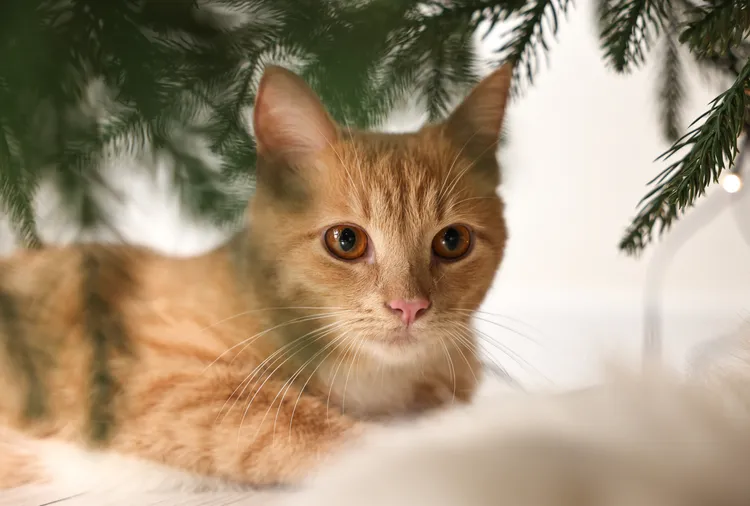 7 Popular Holiday Plants That Aren’t Safe for Dogs or Cats