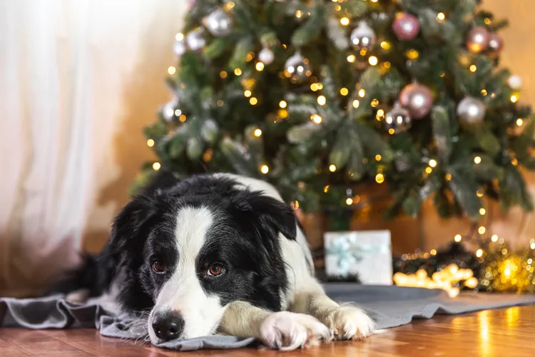Your Pet Secretly Hates These 7 Holiday Decor Items: Here's What to Do Instead