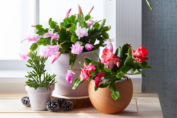 Must-Know Christmas Cactus Care Tips for a Thriving Plant Year After Year