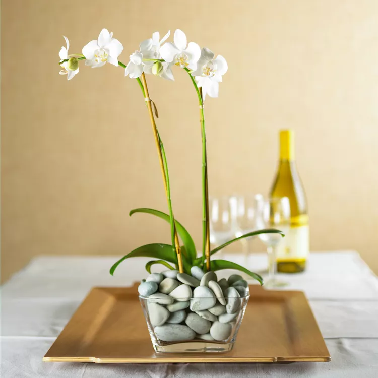 How to Grow and Care for Moth Orchid