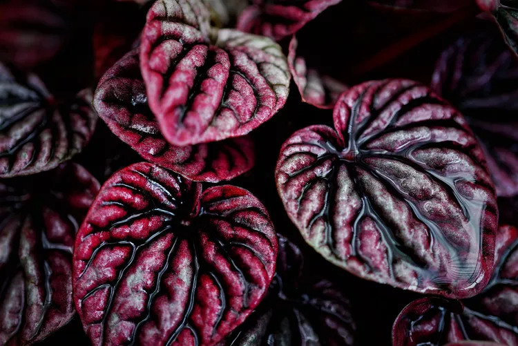 "Boo-st" Your Decor with a Halloween Plant as Scary as the Season