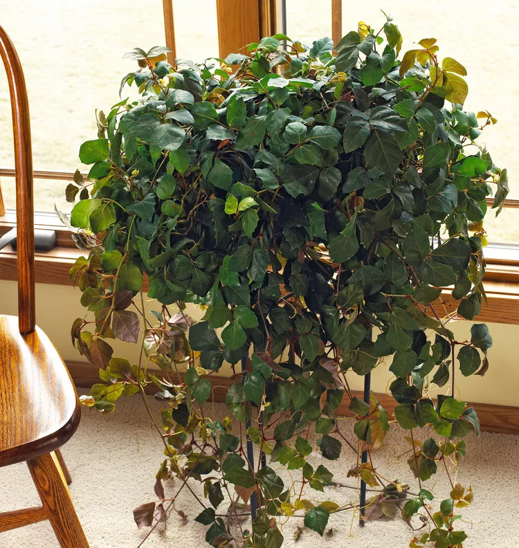 How to Plant and Grow Grape Ivy