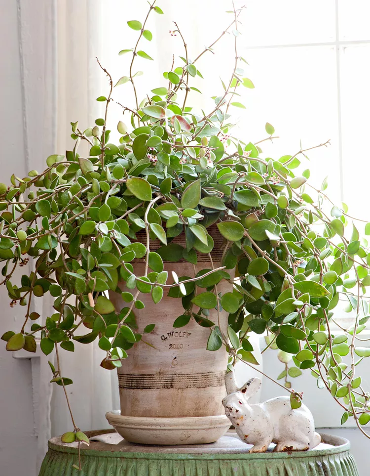 How to Plant and Care for Hoya Plants