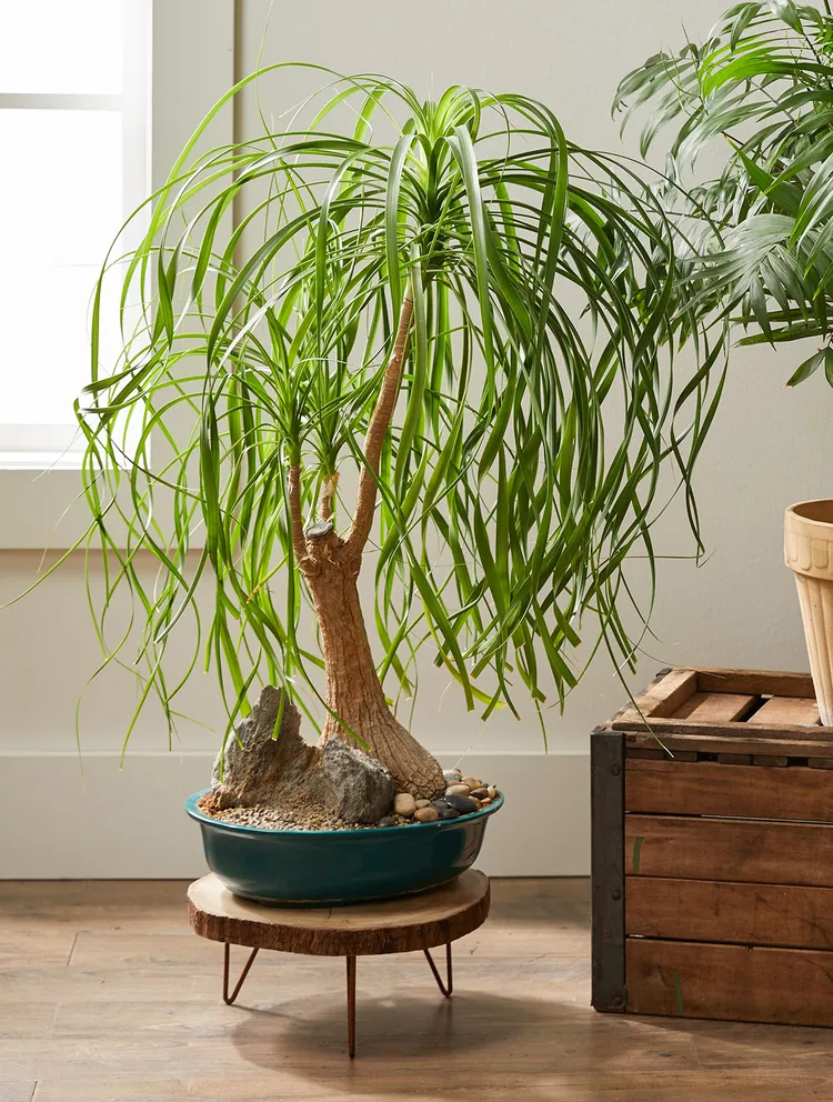 Better Homes & Gardens Subscribe  How to Plant and Grow Ponytail Palm