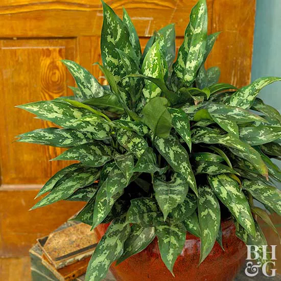 How to Plant and Grow Chinese Evergreen