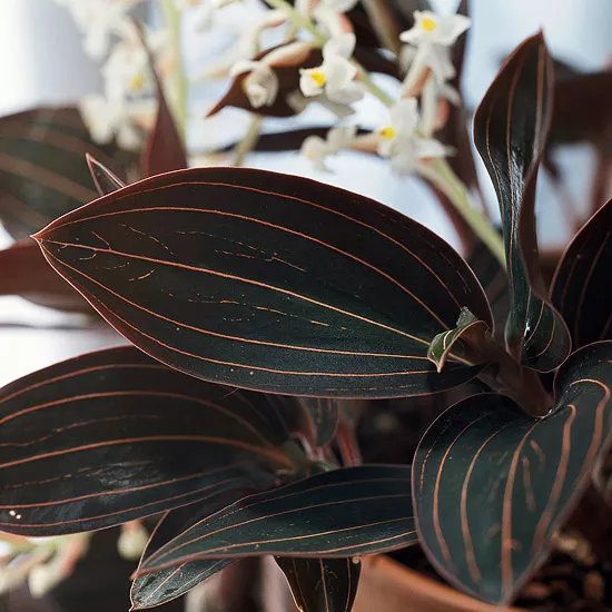 How to Plant and Care for Jewel Orchid