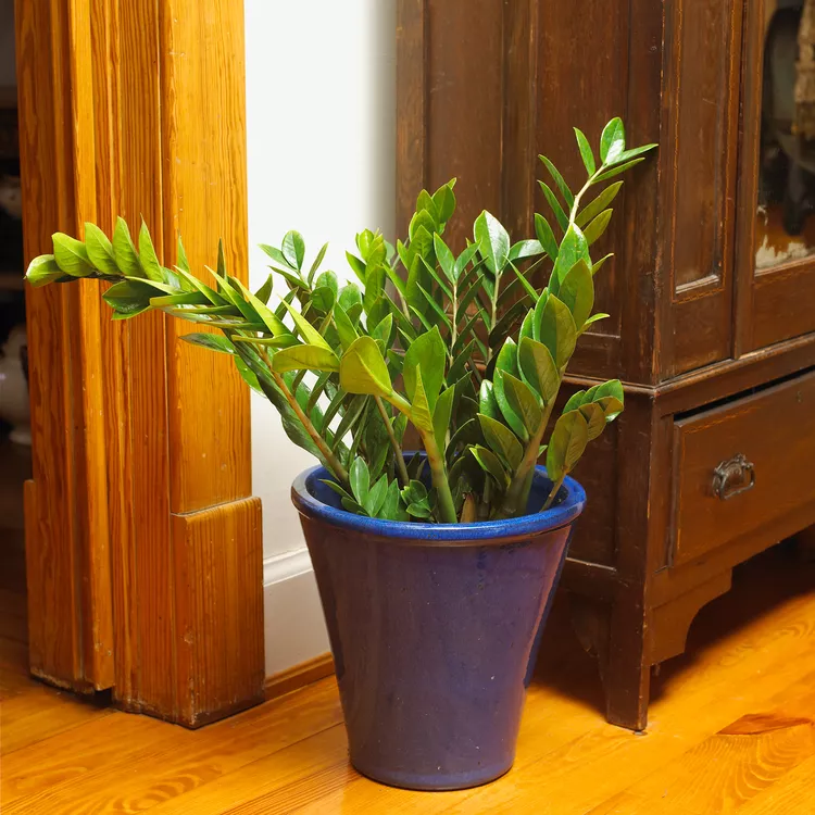 How to Grow and Care for ZZ Plant
