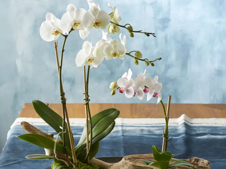 7 Summer Orchid Care Tasks an Expert Recommends for More Flowers