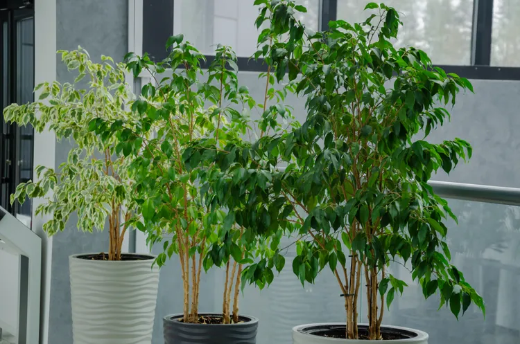 5 Expert Tips to Keep Your Ficus Plants Thriving Indoors