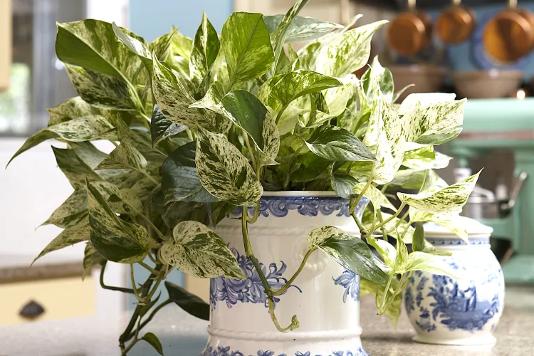6 Simple Steps to Repot Your Pothos Plant for Healthier, Fuller Growth