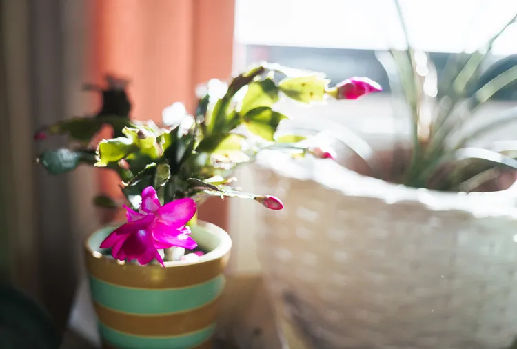 4 Signs Your Christmas Cactus Isn't Getting the Right Light (Plus, How to Fix It)