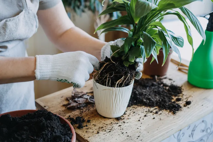 he Best Time to Repot All Your Houseplants for Stronger, Healthier Growth