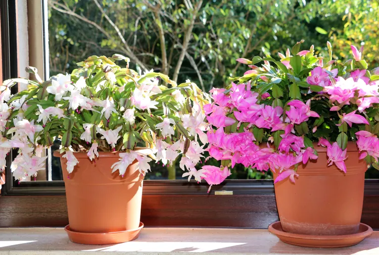 Christmas or Easter Cactus? How to Spot the Difference to Help Yours Thrive