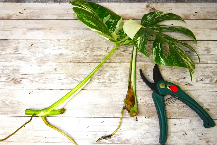 How to Propagate Monstera Successfully So You Can Create New Plants for Free