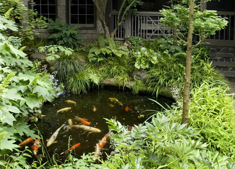7 Expert Tips to Help Your Koi and Goldfish Beat the Summer Heat