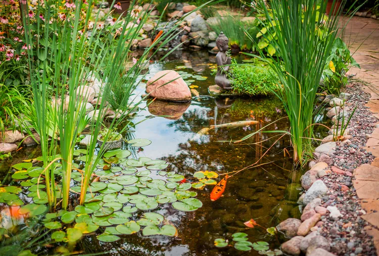 6 Simple Steps to Get Your Backyard Pond Ready for Winter