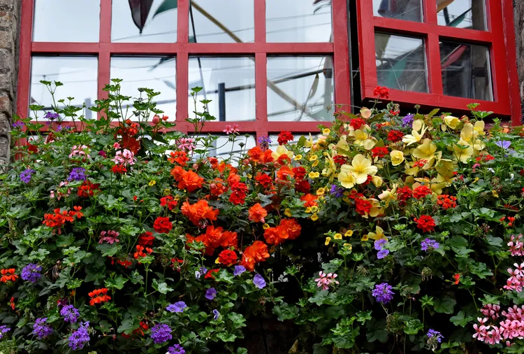 Can You Take Garden Plants with You When Moving? A Lawyer Weighs In