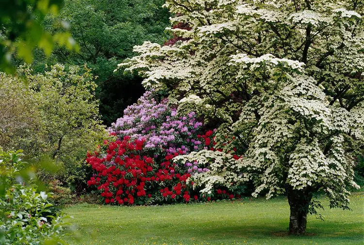15 Fast-Growing Trees for a Privacy Screen in Your Yard