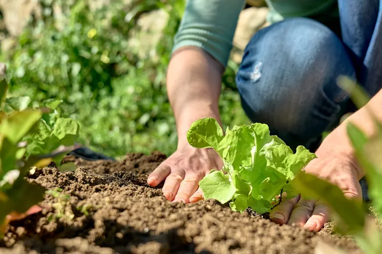 9 Vegetable Plants That Thrive in Clay Soil